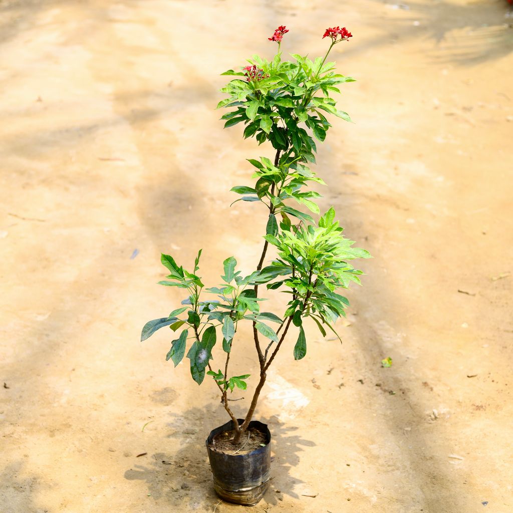 Buy Jatropha / Sundar Rupa in 6 Inch Nursery Bag Online | Urvann.com Jatropha / Sundar Rupa in 6 Inch Nursery Bag