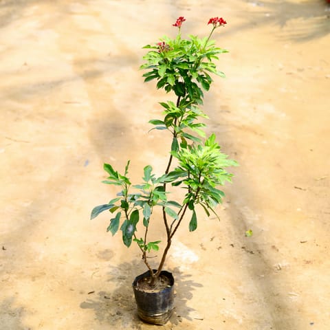 Jatropha / Sundar Rupa in 6 Inch Nursery Bag