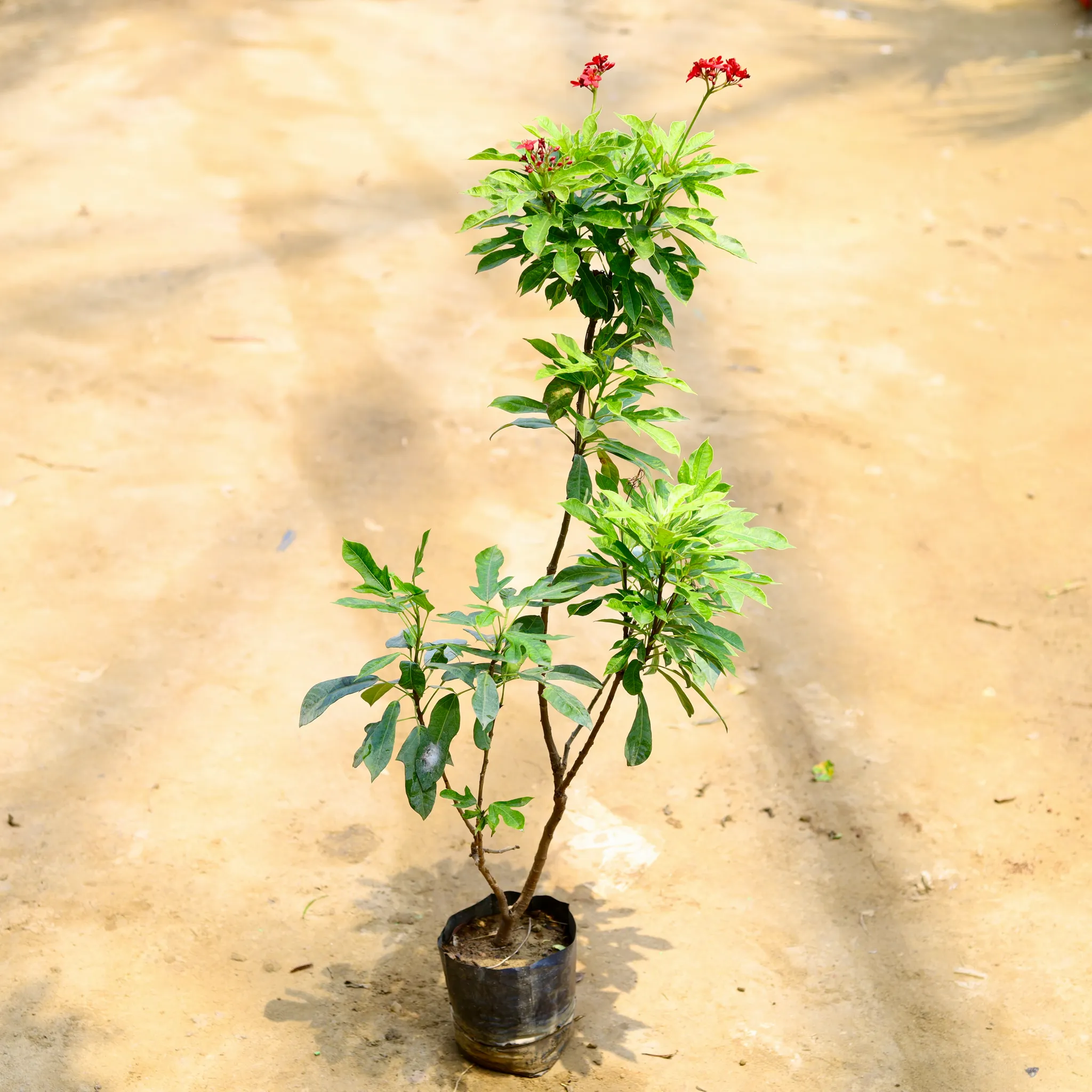 Jatropha / Sundar Rupa in 6 Inch Nursery Bag