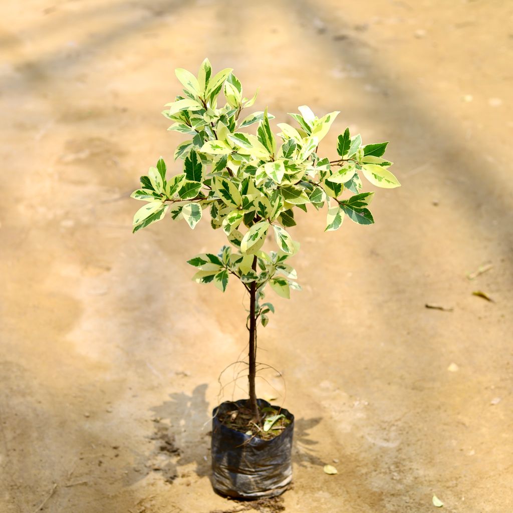 Buy Ficus Safari in 6 Inch Nursery Bag Online | Urvann.com Ficus Safari in 5 Inch Nursery Bag