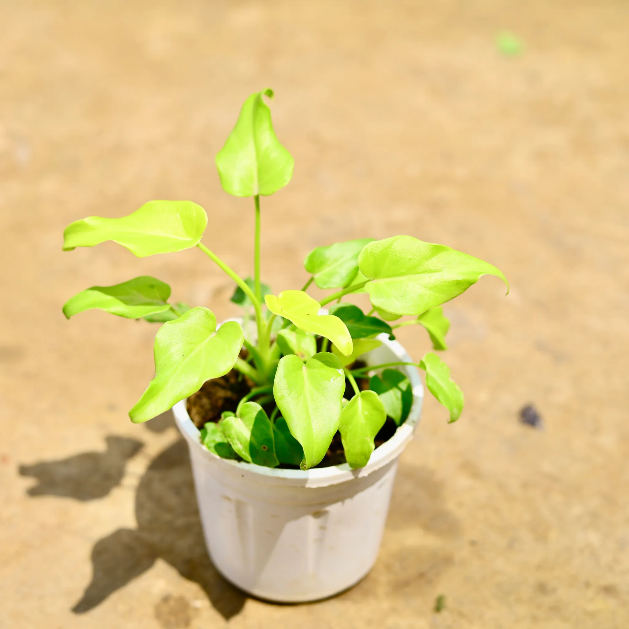 Xanadu Golden Dwarf in 4 Inch Nursery Pot
