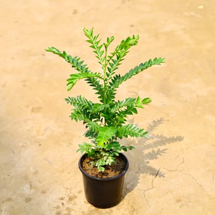 Buy Laxmi Taru / Leaf Flower in 6 Inch Nursery Pot Online | Urvann.com