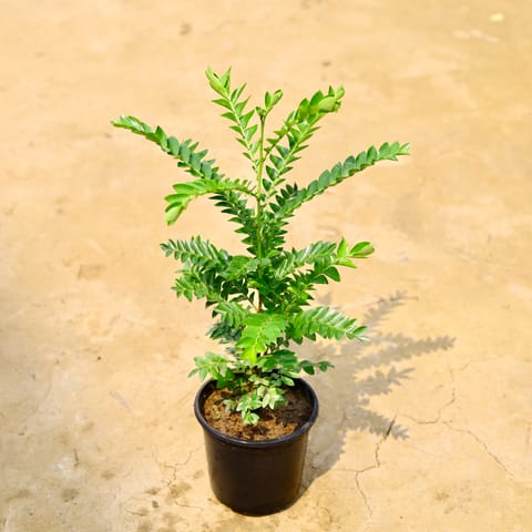 Laxmi Taru / Leaf Flower in 6 Inch Nursery Pot
