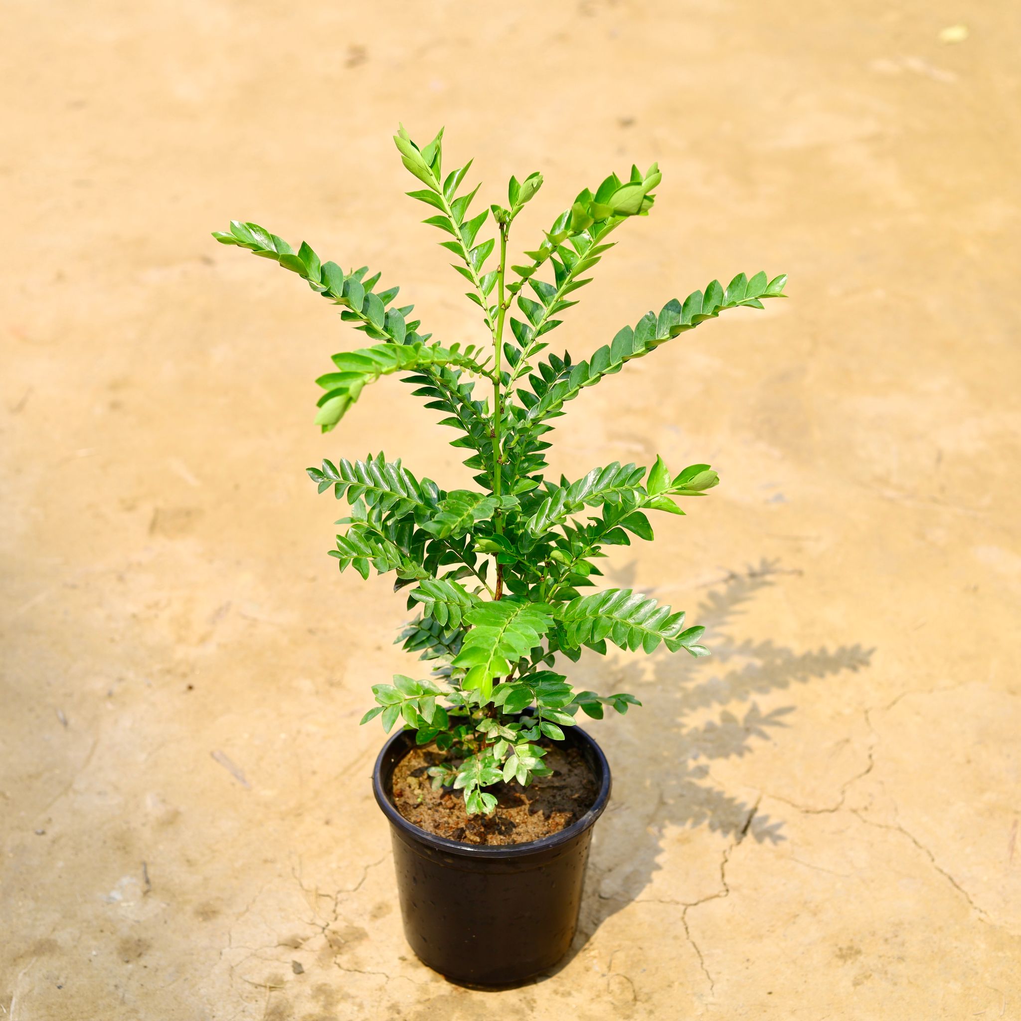 Laxmi Taru / Leaf Flower in 6 Inch Nursery Pot