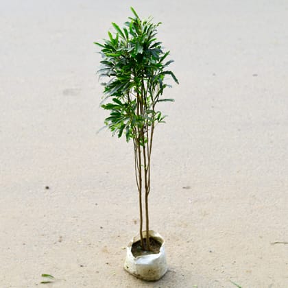 Buy Aralia Green (~ 2-3 Ft) in 6 Inch Nursery Bag Online | Urvann.com