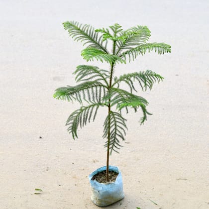 Buy Araucaria / Christmas Tree (~ 2-2.5 Ft) in 10 Inch Nursery Bag Online | Urvann.com