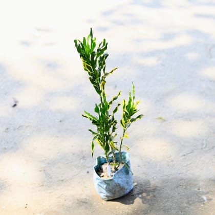 Buy Croton Lilliput Green in 4 Inch Nursery Bag Online | Urvann.com