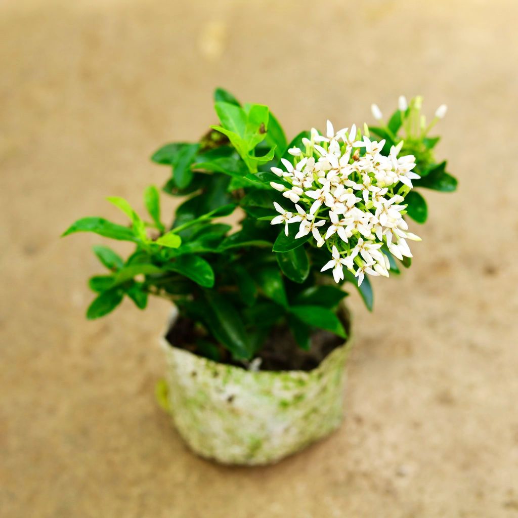 Ixora Dwarf White in 4 Inch Nursery Bag Ixora Dwarf White in 4 Inch Nursery Bag