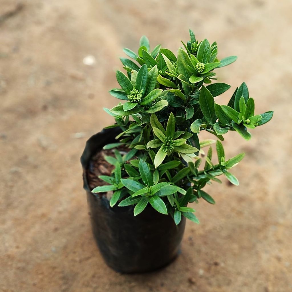 Ixora Miniature (any colour) in 5 Inch Nursery Bag Ixora Miniature (any colour) in 5 Inch Nursery Bag