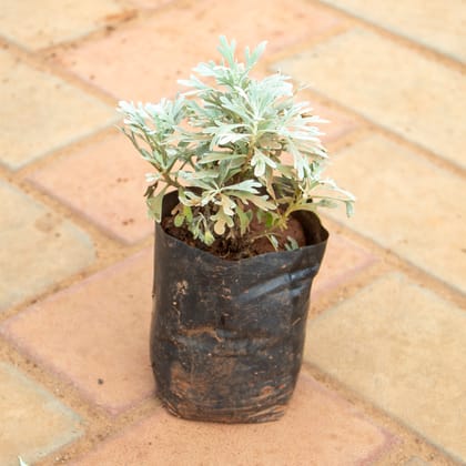 Buy Lavender in 4 Inch Nursery Bag Online | Urvann.com