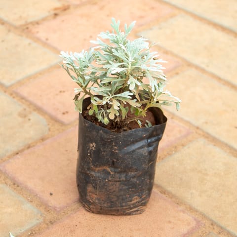 Lavender in 4 Inch Nursery Bag
