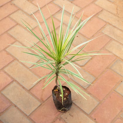Buy Dracaena Colorama / Marginata Green in 4 Inch Nursery Bag Online | Urvann.com