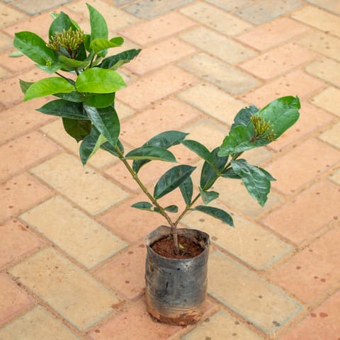 Ixora (Any Colour) in 4 Inch Nursery Bag