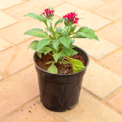 Buy Pentas Red in 4 Inch Nursery Pot Online | Urvann.com