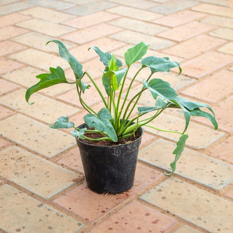 Xanadu Green in 4 Inch Nursery Pot