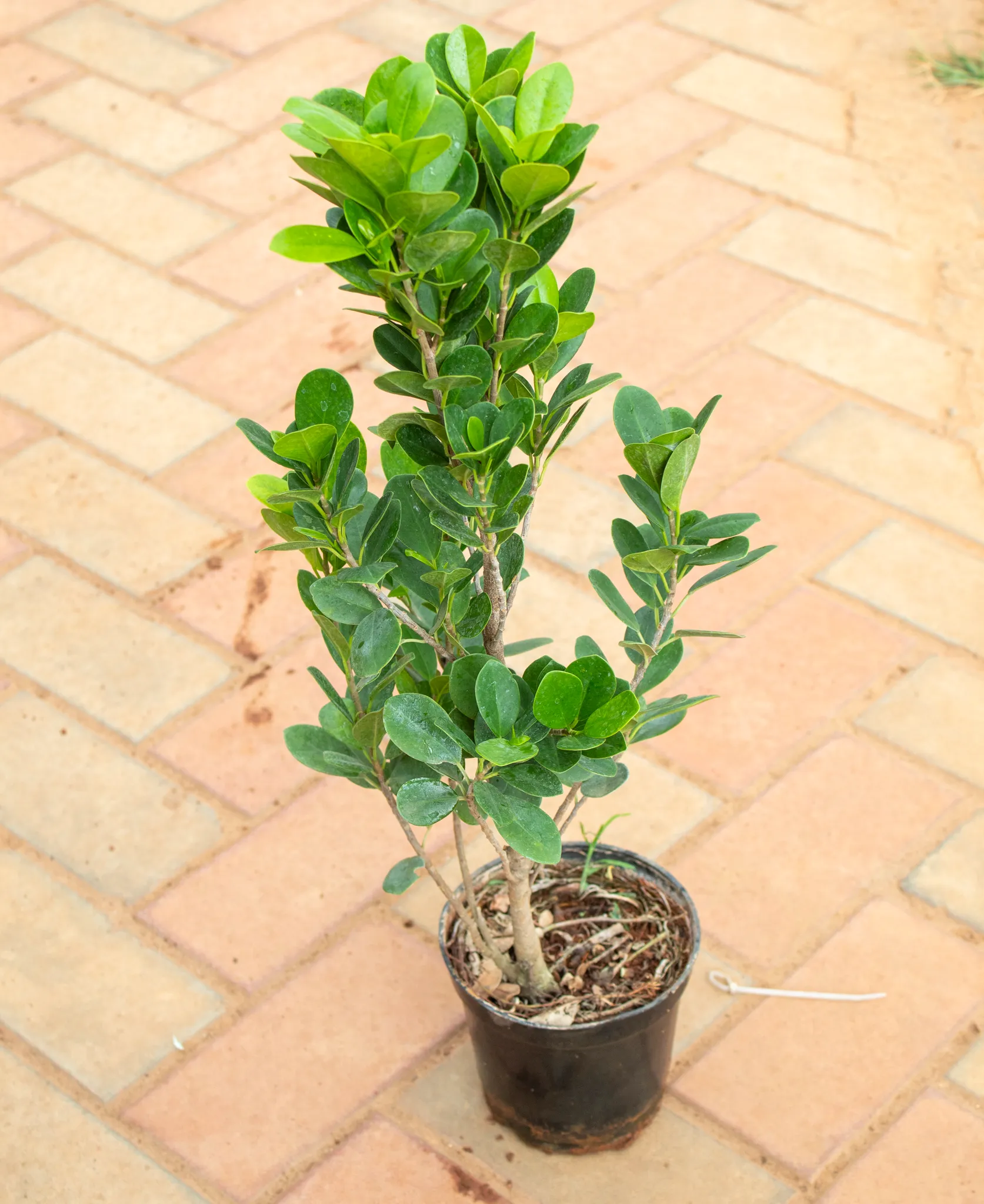 Ficus Green in 4 Inch Nursery Pot