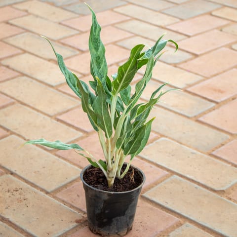 Aglaonema Chinese Evergreen in 4 Inch Nursery Pot