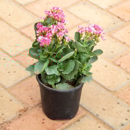 Buy Kalanchoe Pinnata Pink in 4 Inch Nursery Pot Online | Urvann.com