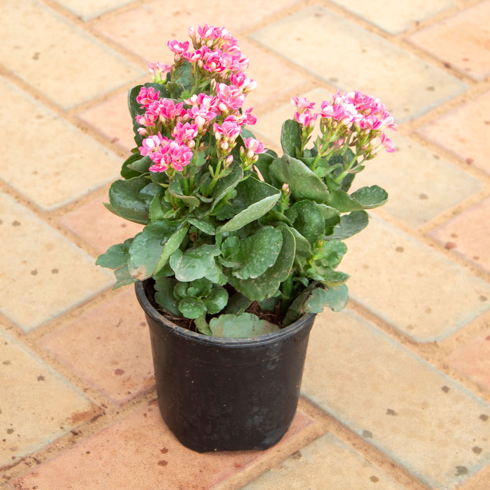 Kalanchoe Pinnata Pink in 4 Inch Nursery Pot