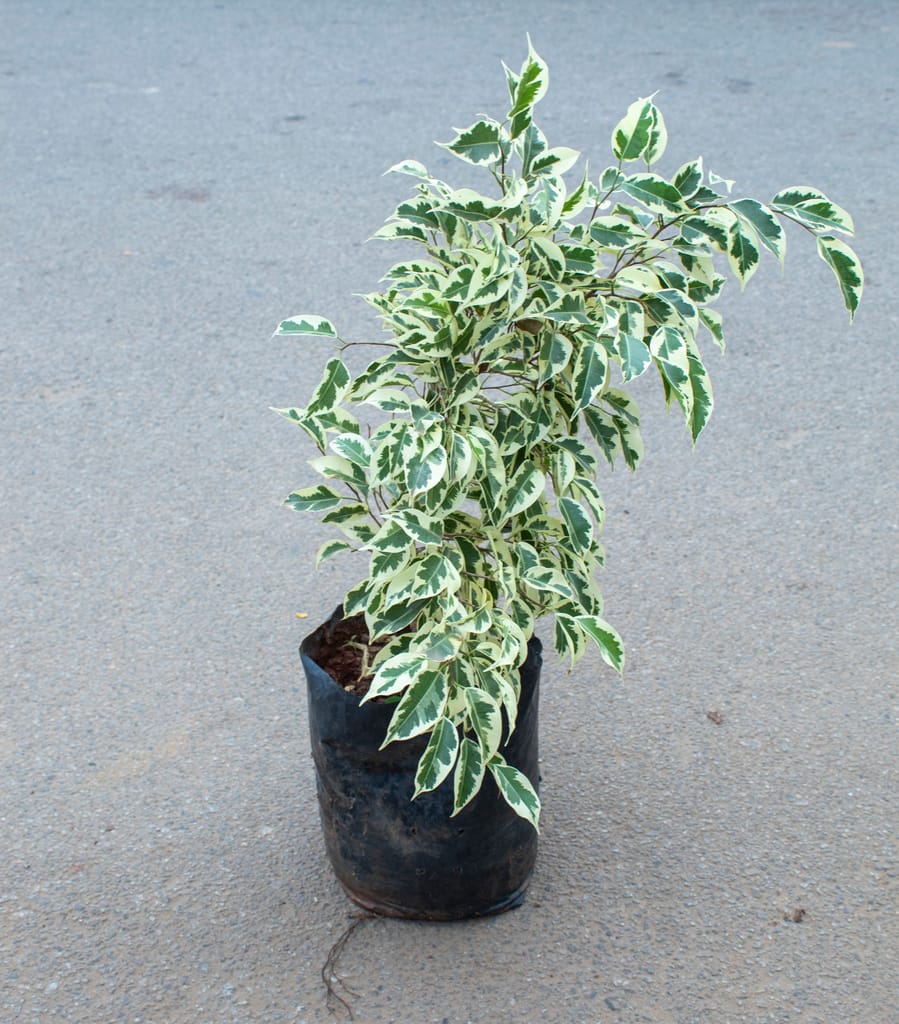 Buy Ficus Star Light in 8 Inch Nursery Bag Online | Urvann.com Ficus Star Light in 8 Inch Nursery Bag