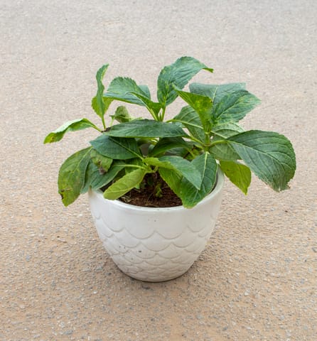 Hydrangea (Any Colour) in 6 Inch White Designer Ceramic Pot (Any Colour)