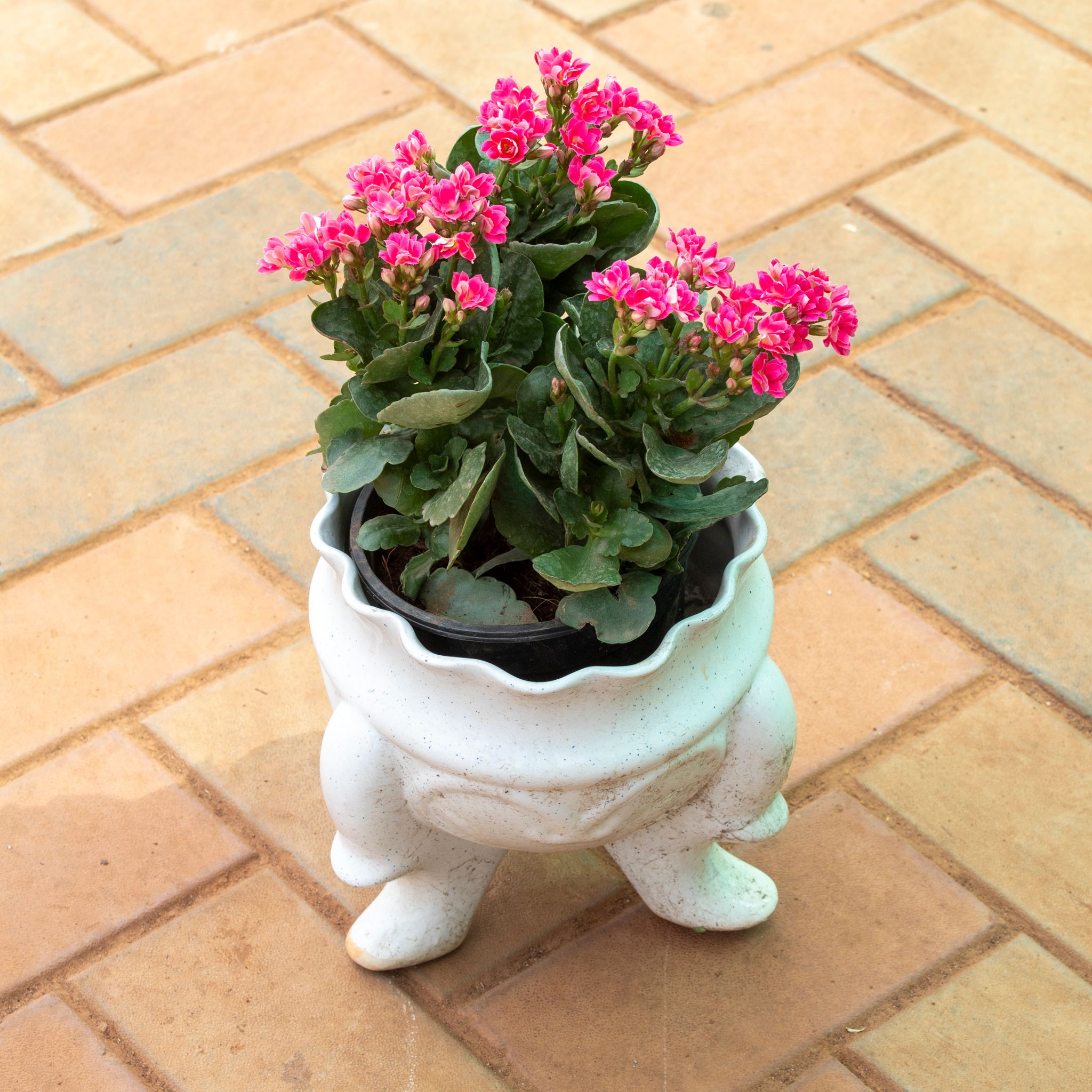 Kalanchoe Pinnata Pink in 8 Inch White Leg Designer Ceramic Pot