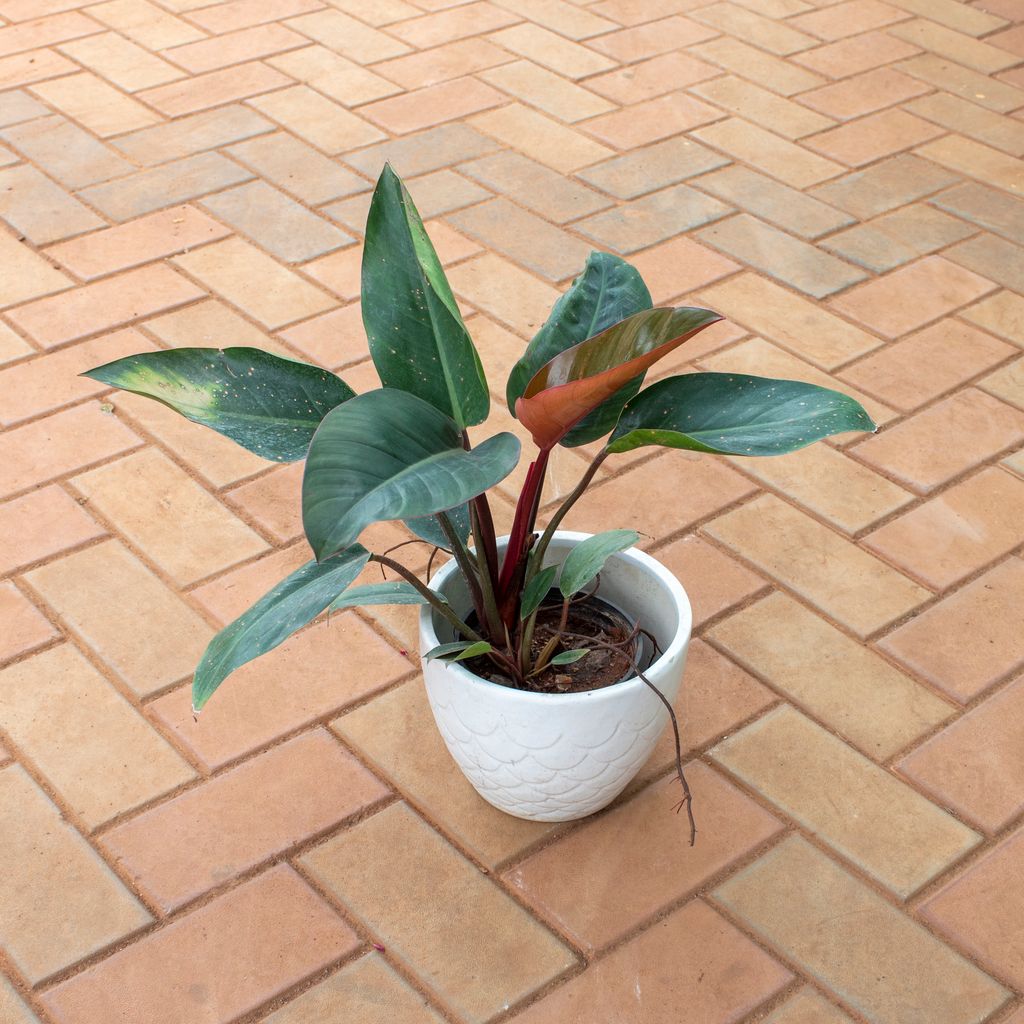 Philodendron Red Big Leaf in 6 Inch White Designer Ceramic Pot