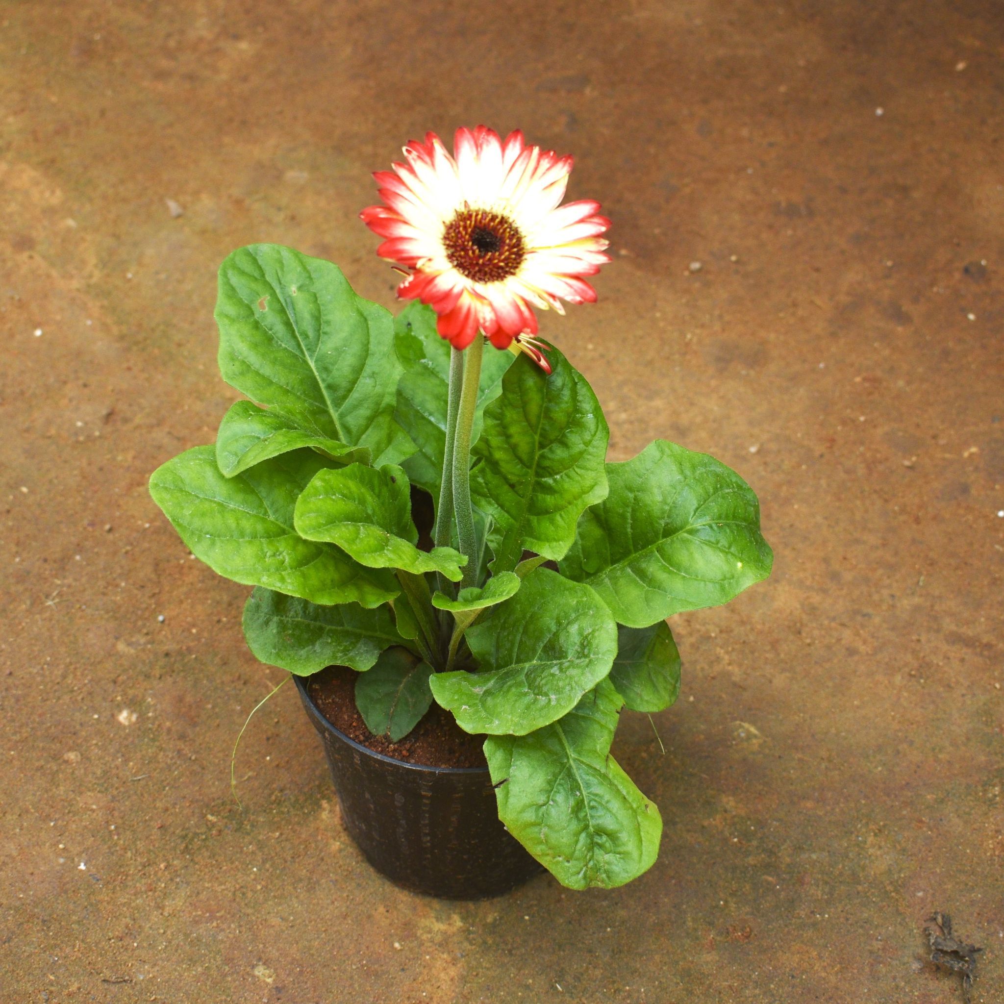 Gerbera (any colour) in 5 Inch Nursery Pot