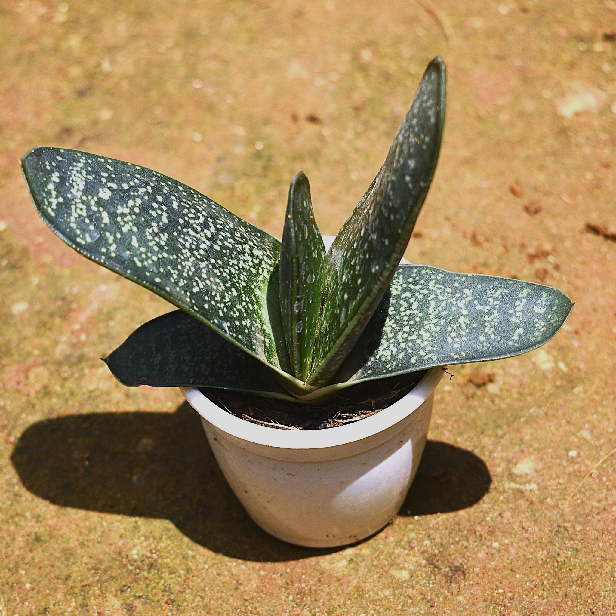 Gasteria armstrongii Succulent in 3 Inch Nursery pot