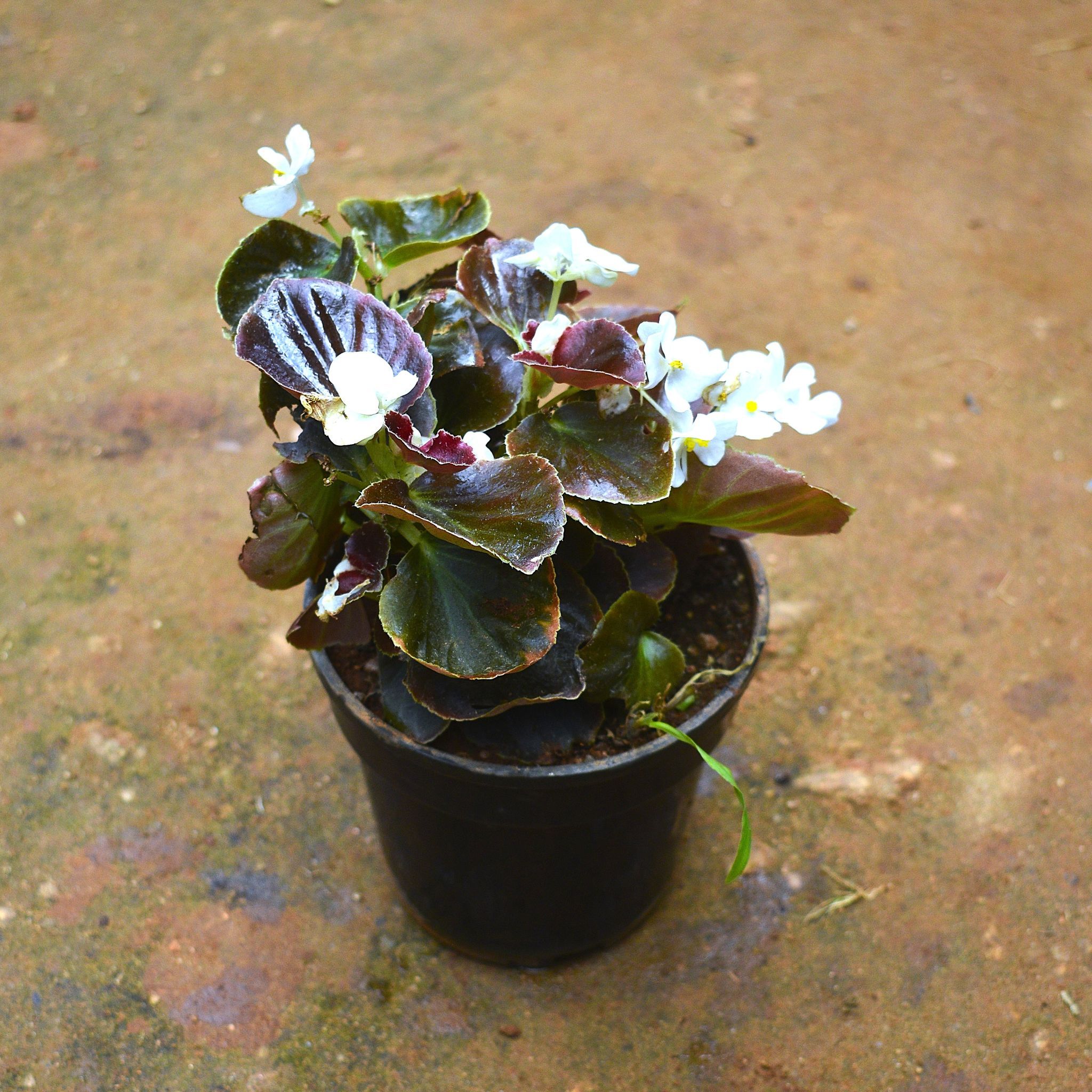 Begonia (any colour) in 5 Inch Nursery pot
