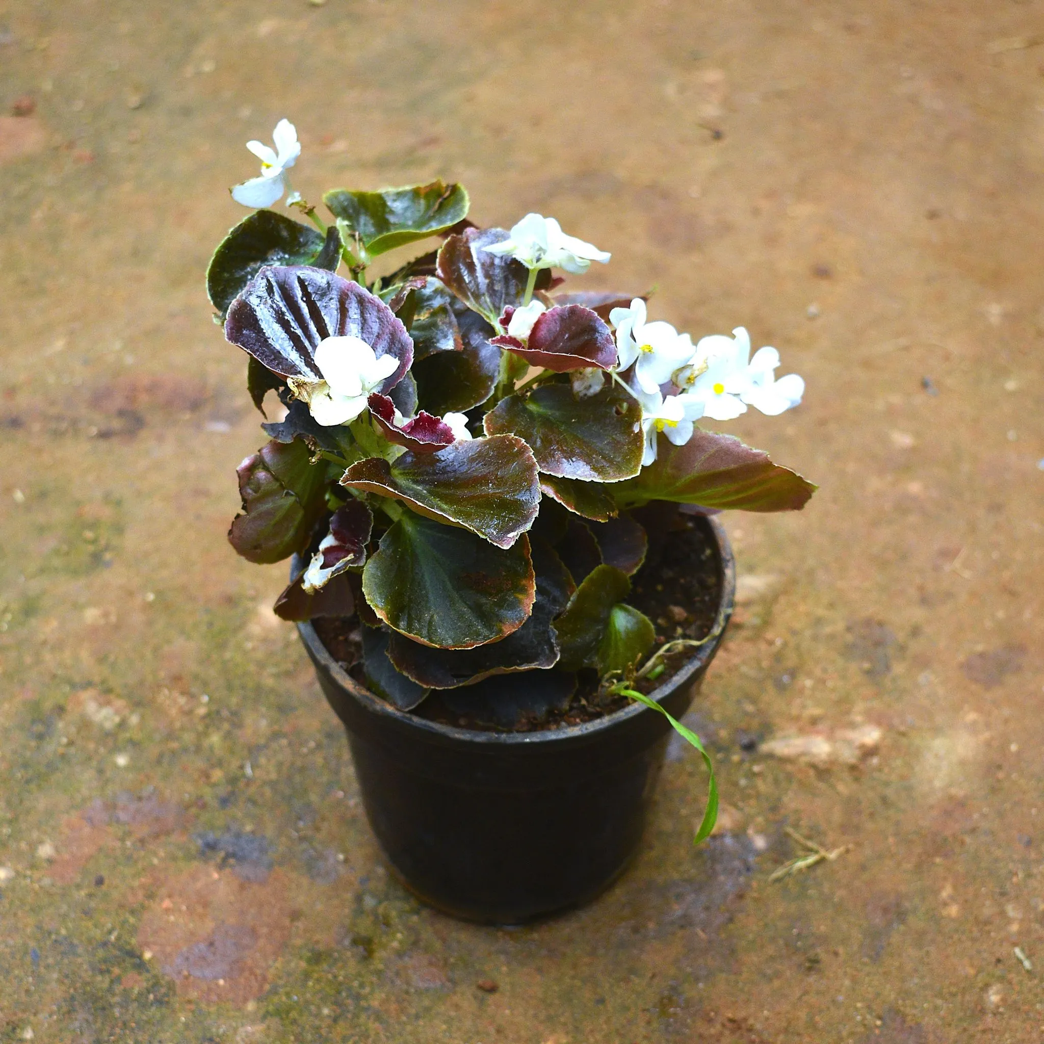 Begonia (any colour) in 5 Inch Nursery pot