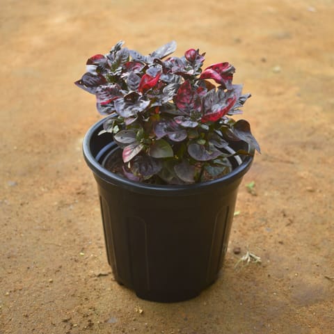 Alternanthera Red in 4 Inch Nursery pot