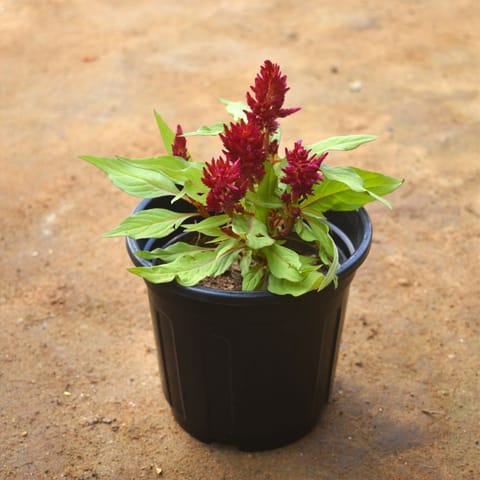 Celosia / Cockscomb (any colour) in 4 Inch Nursery pot