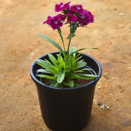Dianthus (any colour) in 4 Inch Nursery pot
