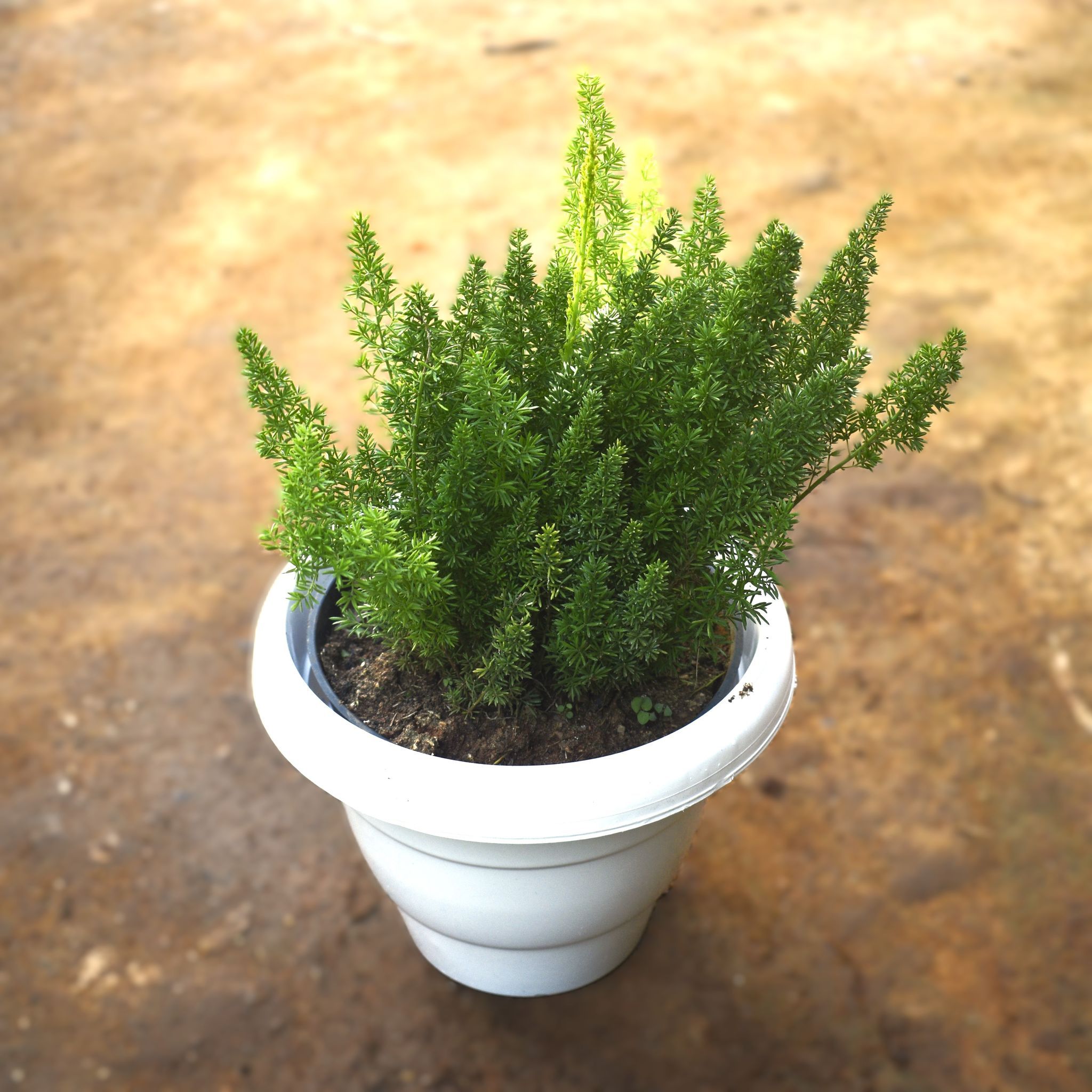Asparagus Mary in 8 Inch Classy White Plastic Pot