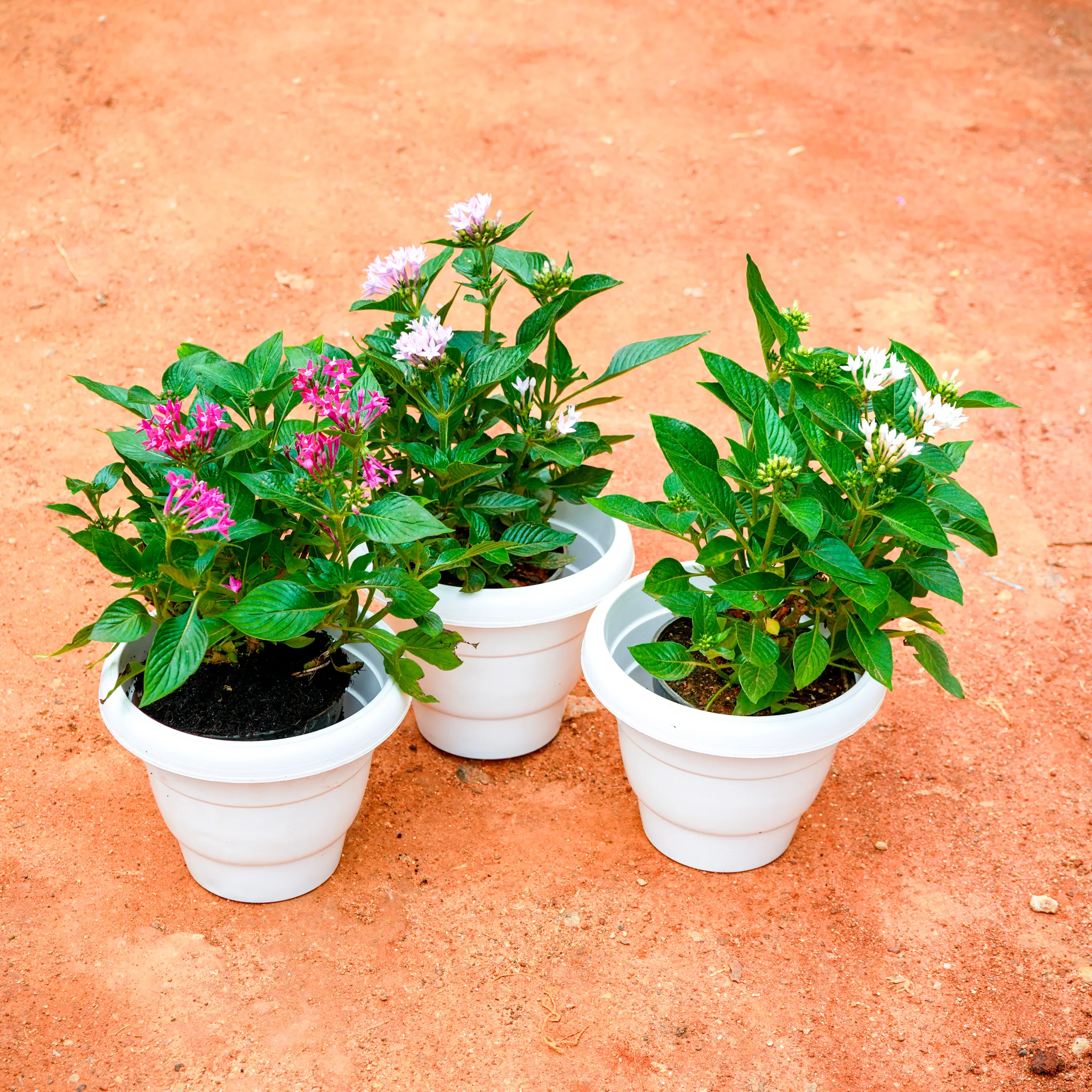 Set of 3 - Pentas (any colour) in 8 Inch White Classy Plastic Pot