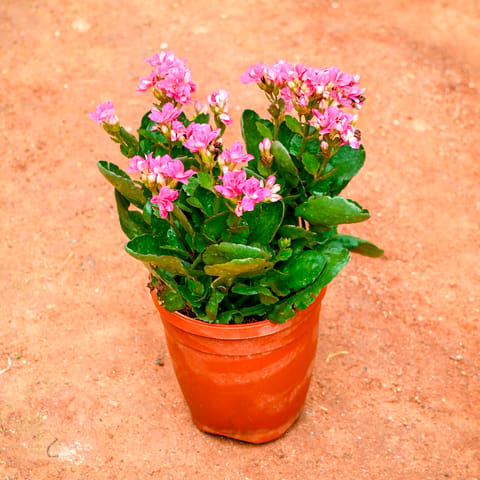 Kalanchoe Pink Succulent in 5 Inch Live Fresh Plant Nursery Pot in Govandi