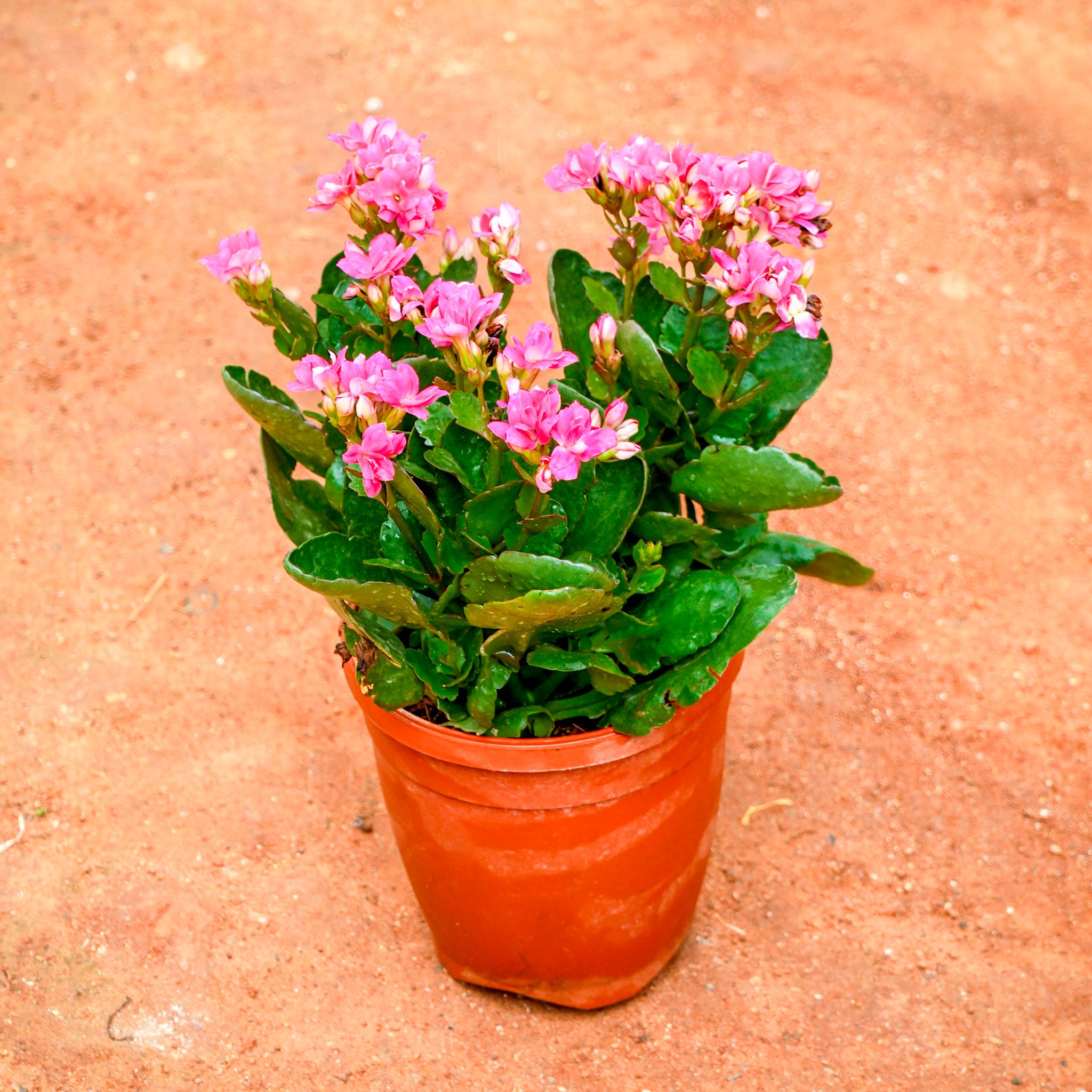 Kalanchoe Pink Succulent in 5 Inch Nursery Pot