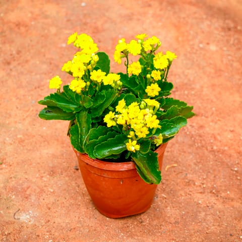 Kalanchoe Yellow Succulent in 5 Inch Nursery Pot