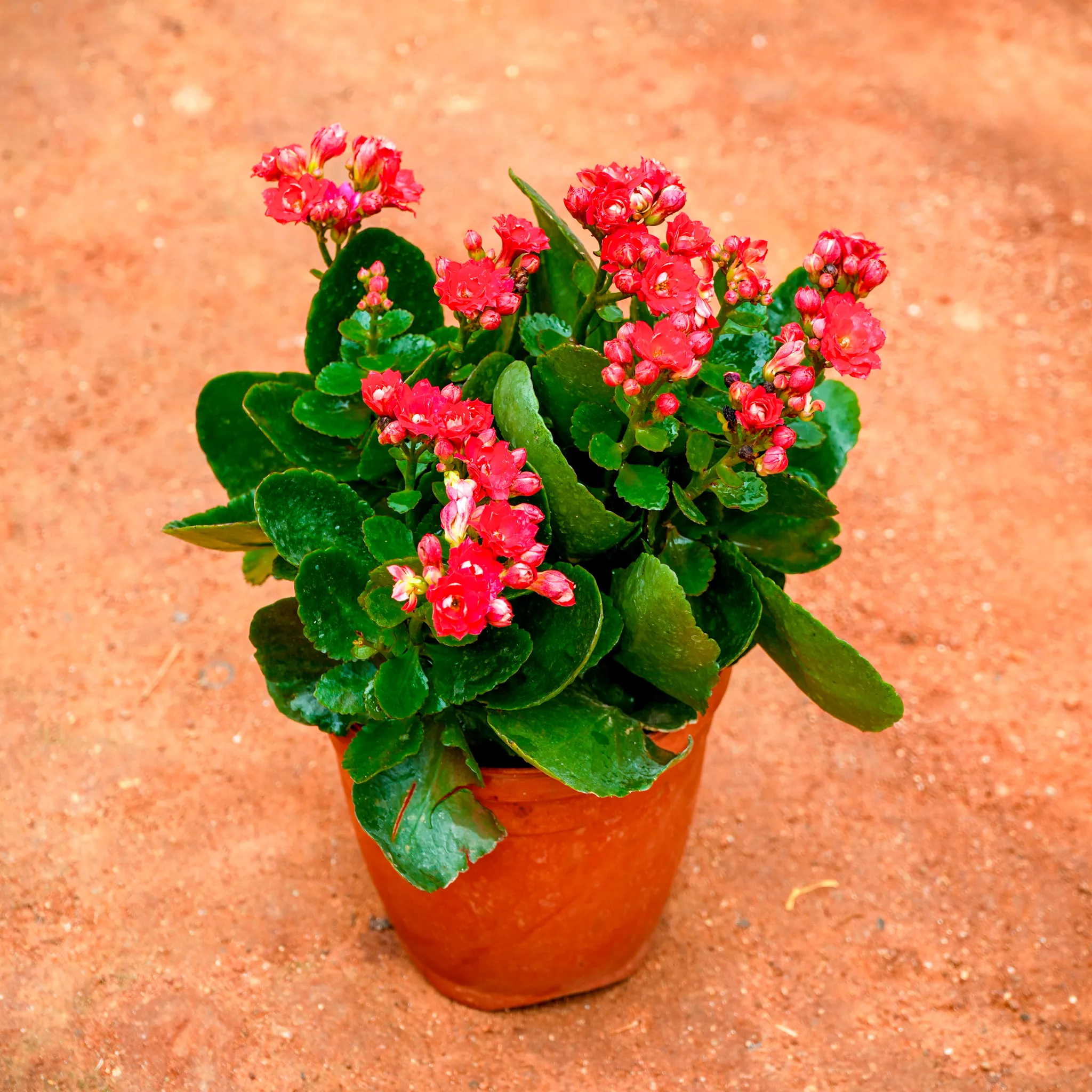 Kalanchoe Red Succulent in 5 Inch Nursery Pot