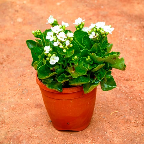 Kalanchoe White Succulent in 5 Inch Nursery Pot
