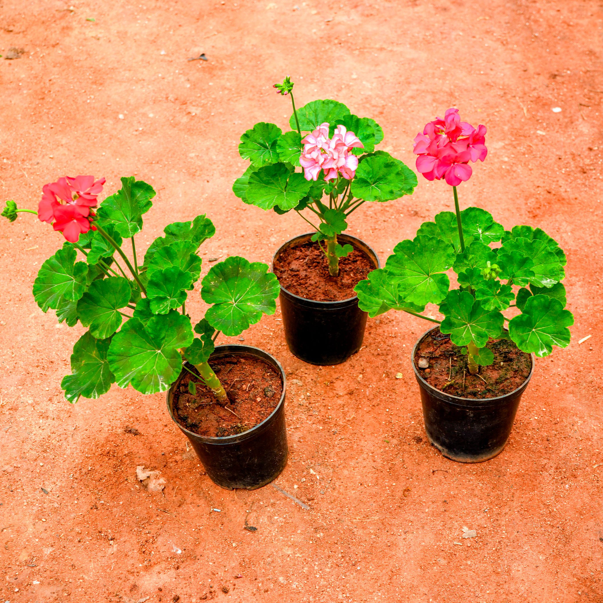 Set of 3 - Geranium (any colour) in 5 Inch Nursery Pot