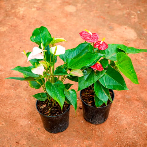 Set of 2 - Anthurium (Red & White) in 5 Inch Live Fresh Plant Nursery Pot in Shalimar Bagh