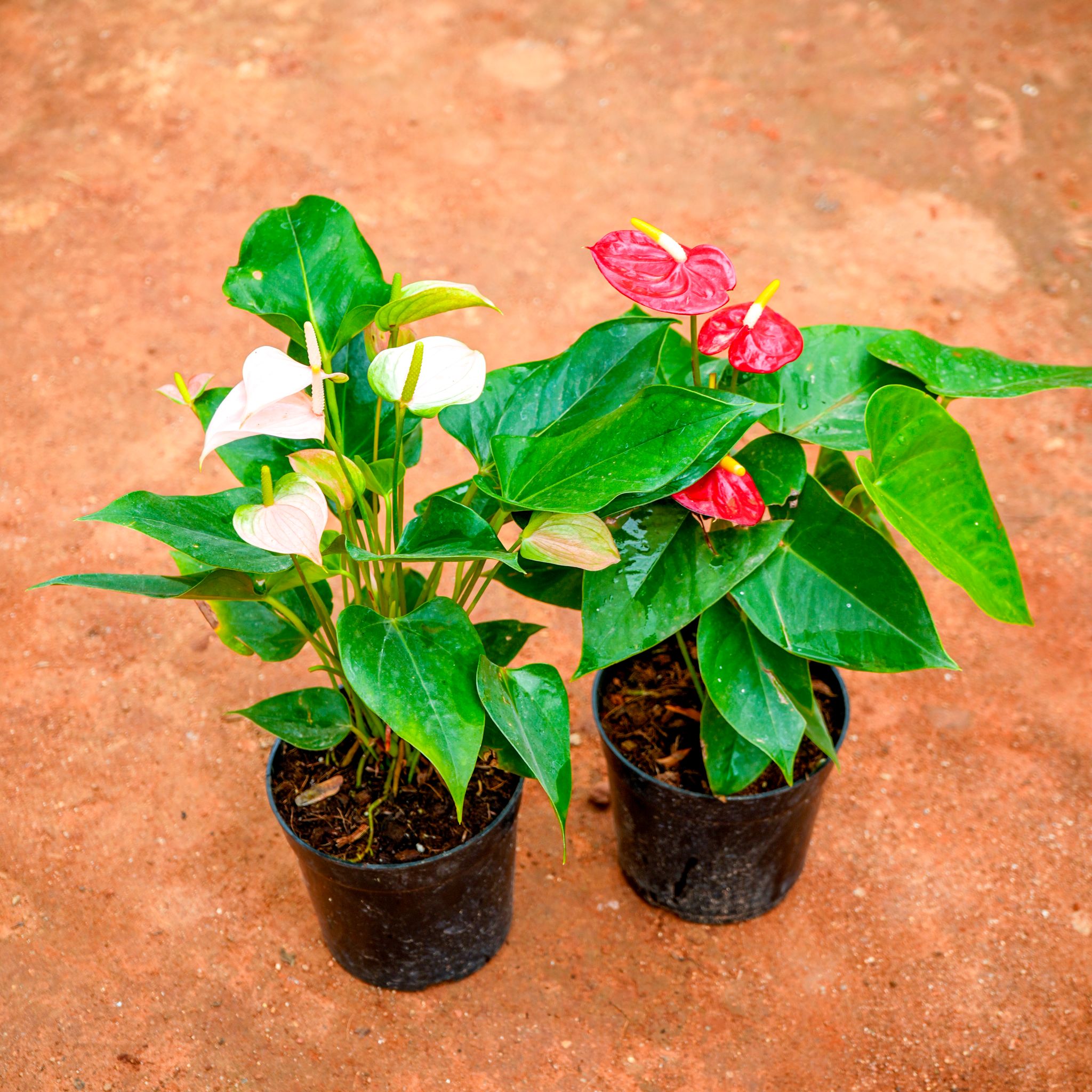 Set of 2 - Anthurium (Red & White) in 5 Inch Nursery Pot