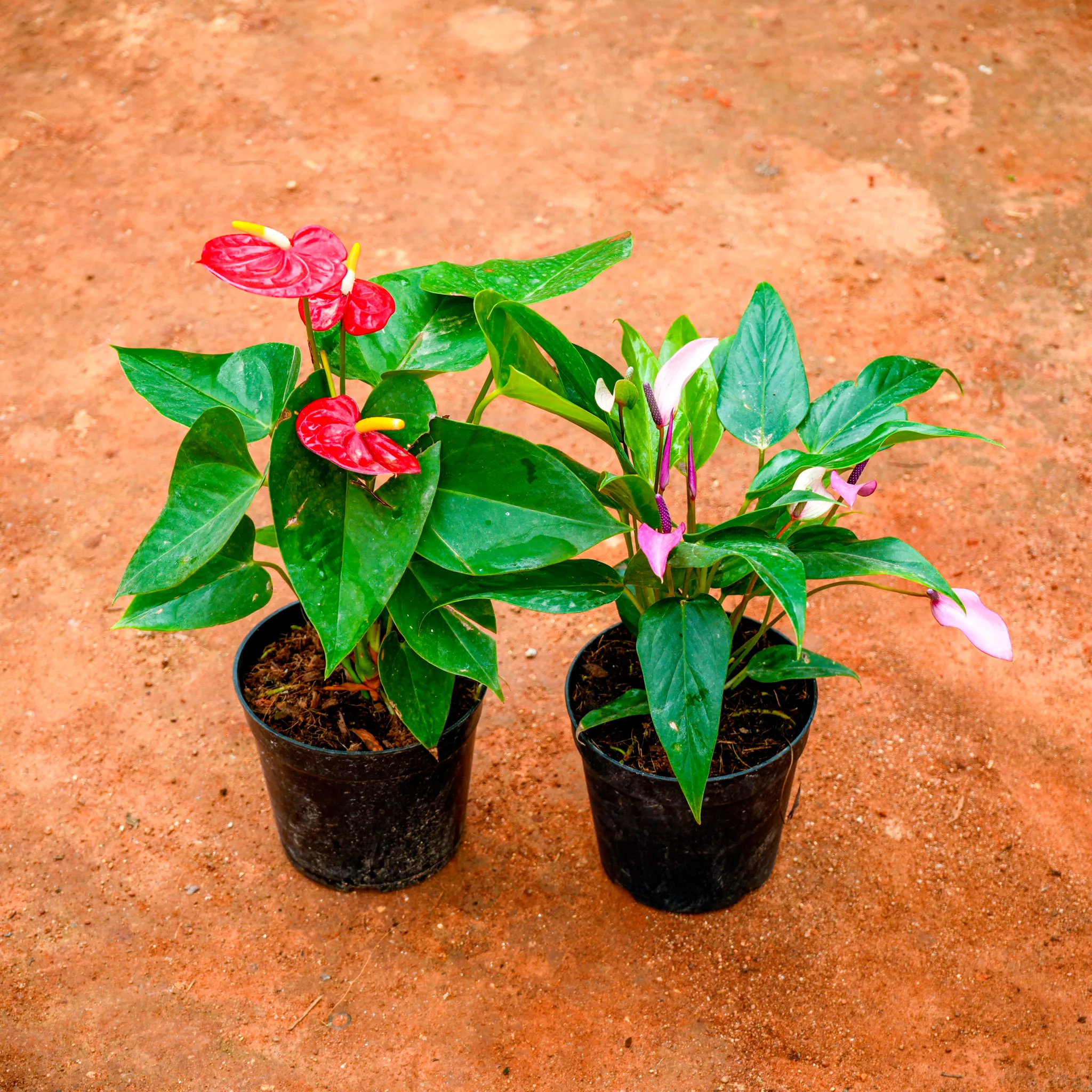 Set of 2 - Anthurium (Light Pink & Red) in 5 Inch Nursery Pot