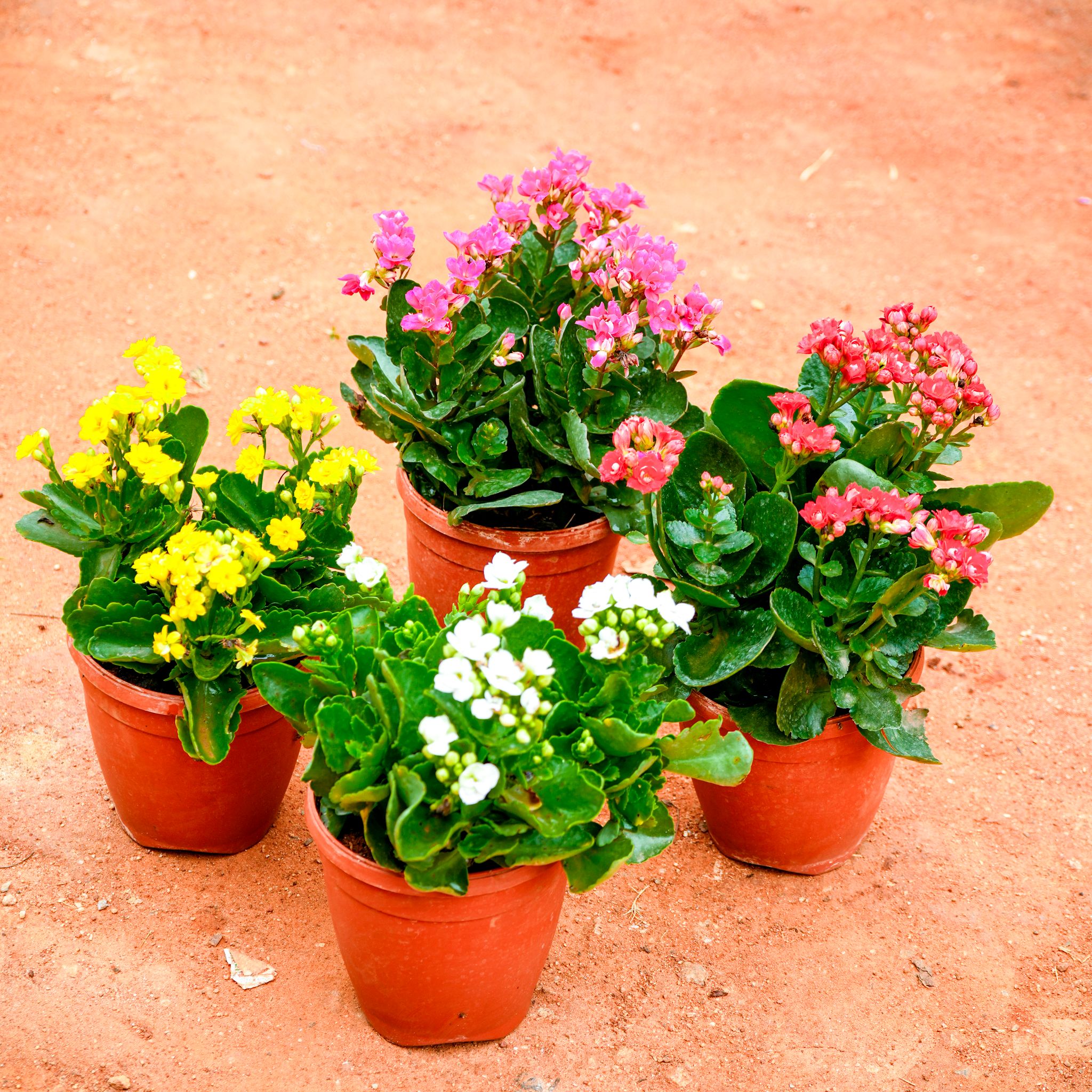 Set of 4 - Kalanchoe Succulent (multicolour) in 5 Inch Nursery Pot