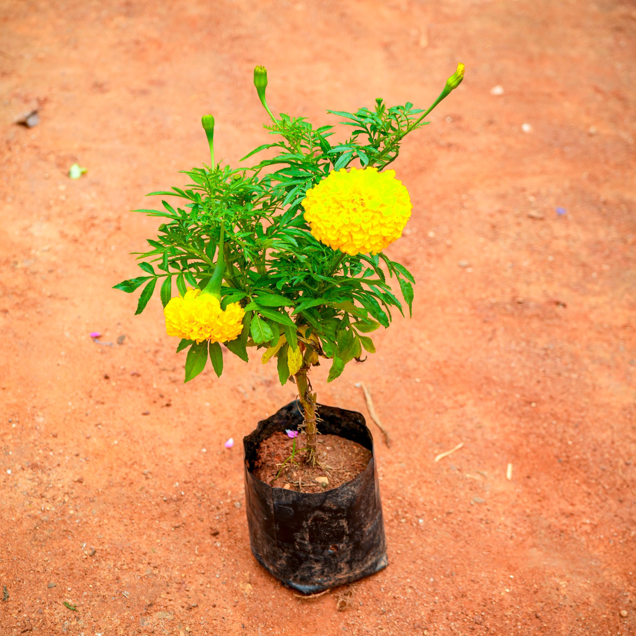 Marigold Yellow in 4 Inch Nursery Bag