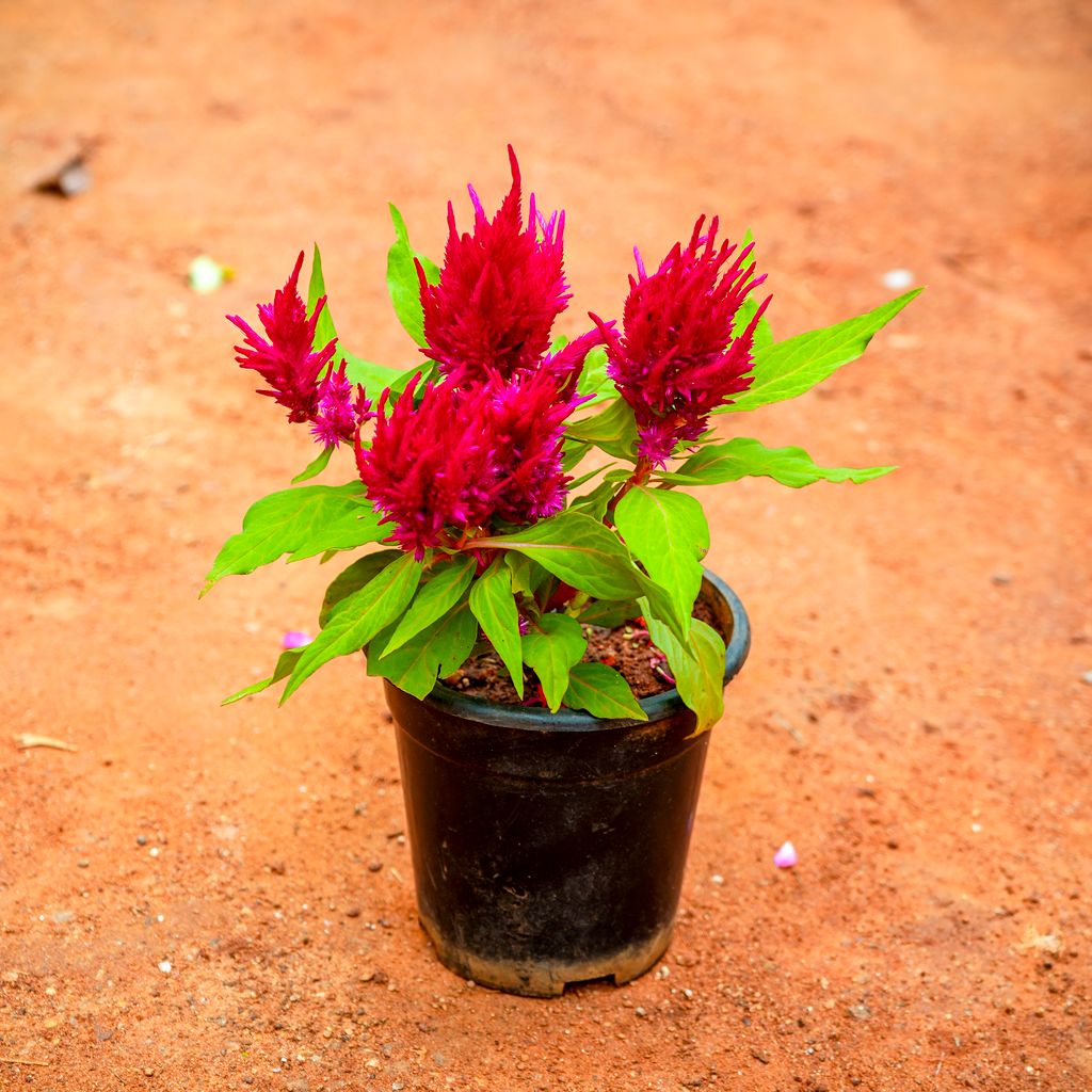 Buy Cockscomb (any colour) in 4 Inch Nursery Pot Online | Urvann.com Cockscomb (any colour) in 4 Inch Nursery Pot