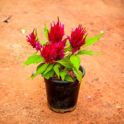 Buy Cockscomb (any colour) in 4 Inch Nursery Pot Online | Urvann.com