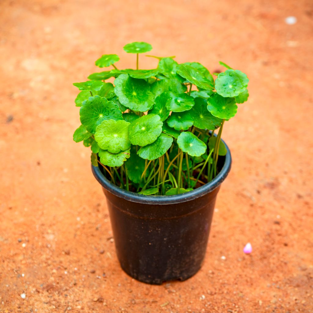 Buy Brahmi Dollar in 4 Inch Nursery Pot Online | Urvann.com Brahmi Dollar / Pennywort / Coin Plant in 4 Inch Nursery Pot